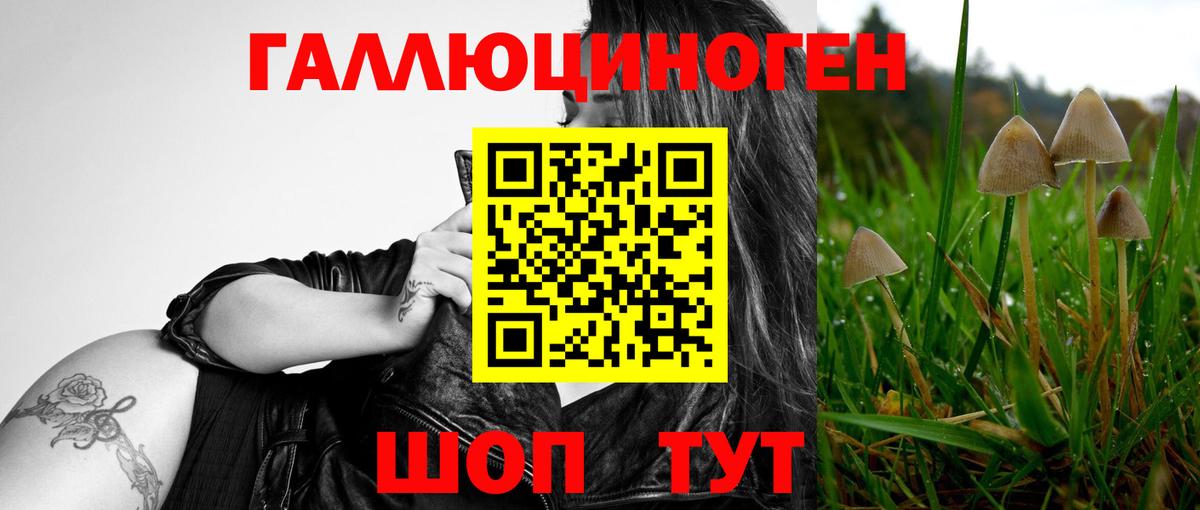 Псилоцибиновые грибы Psilocybe Дивногорск
